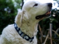 Roverdog 8 �ޡ����󥲡��륫�顼 (����������