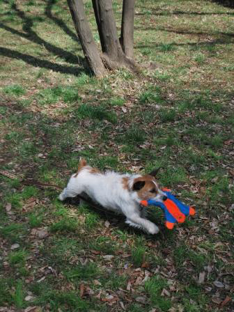 チャキット　犬用ディスク　フライング・スクワレル