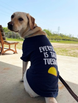 fabdog Tシャツ