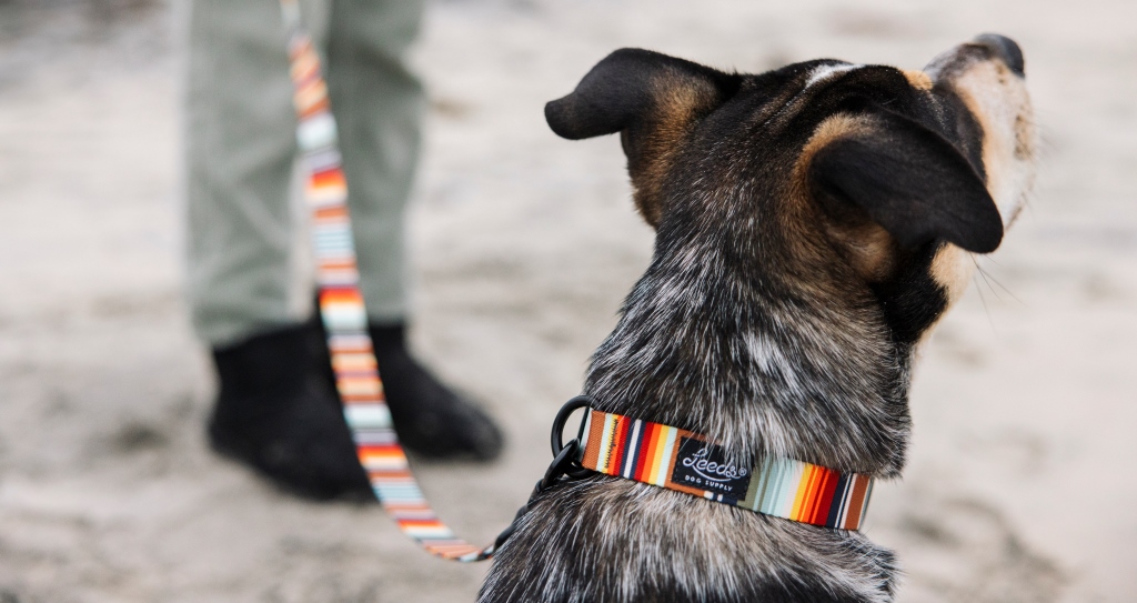 Leeds Dog Supply カラー