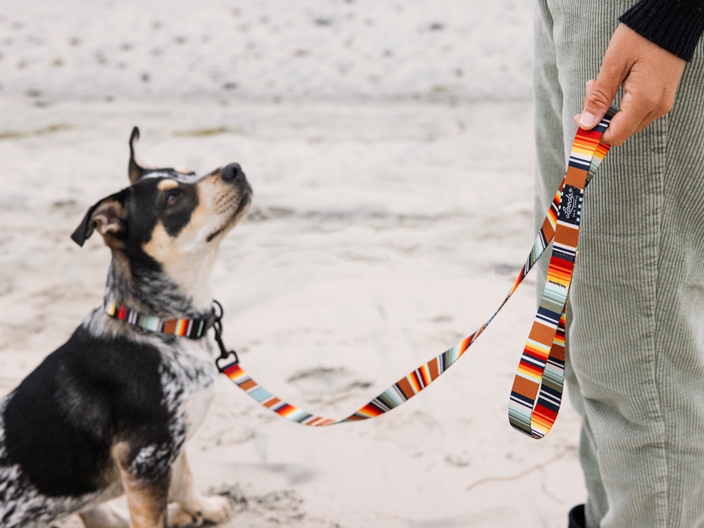 リード、カラーセットで　大型犬　Leeds Dog Supply ゴールデン リード、カラーセットで 大型犬 Leeds Dog Supply ゴールデン リード