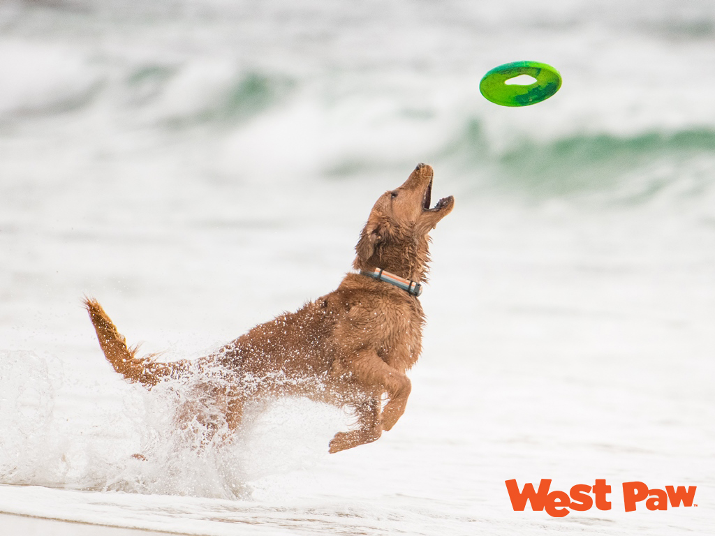 West Paw シーフレックス セイルズ
