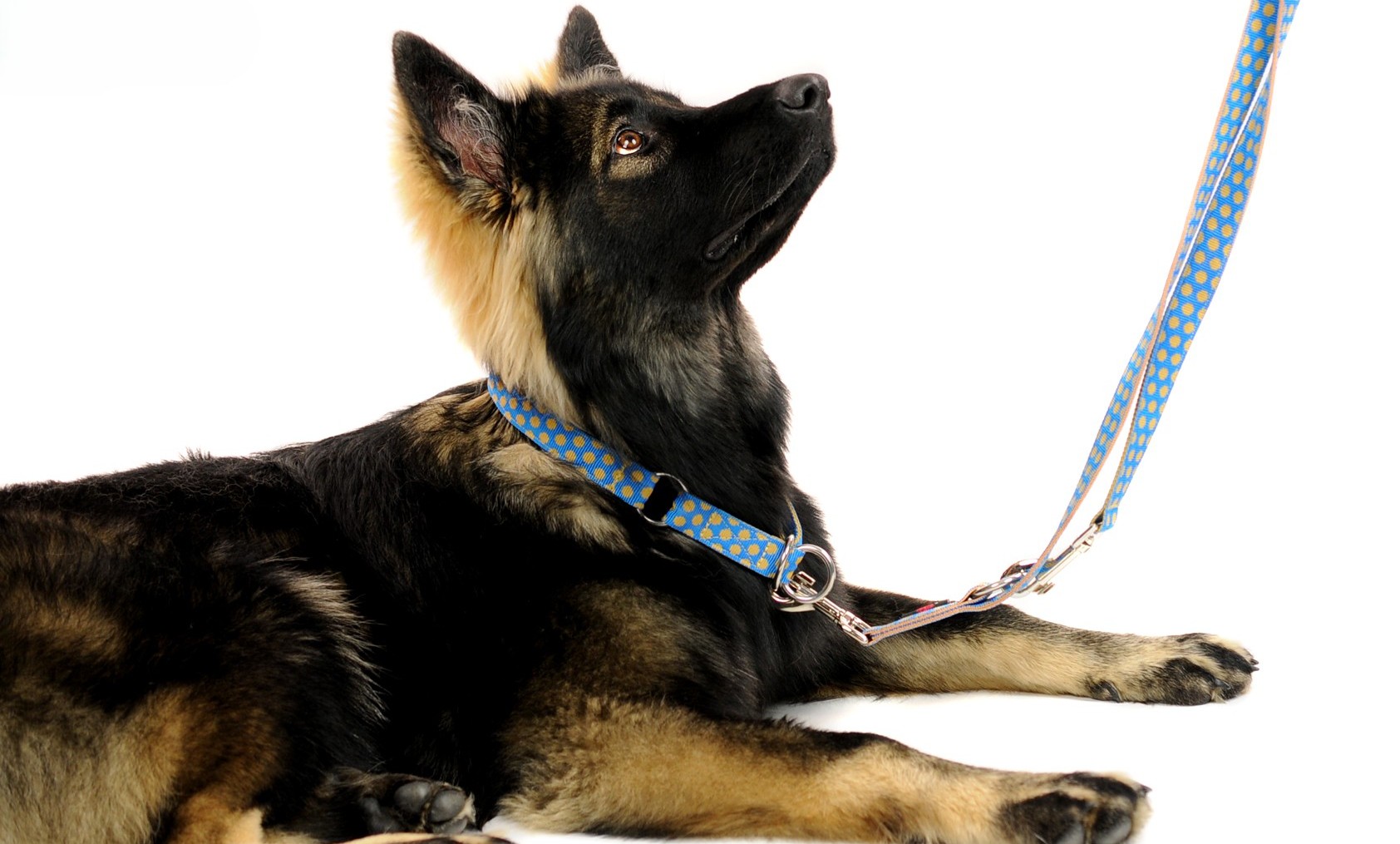 ズーヒトルップ マルチファンクションリード