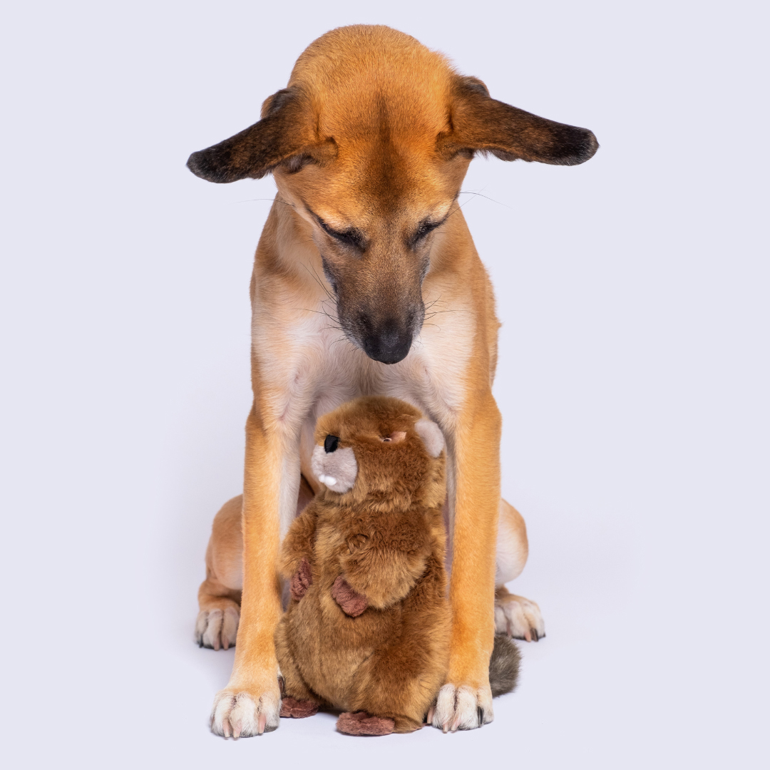 Fluff & Tuff　ビーバーのトロイ