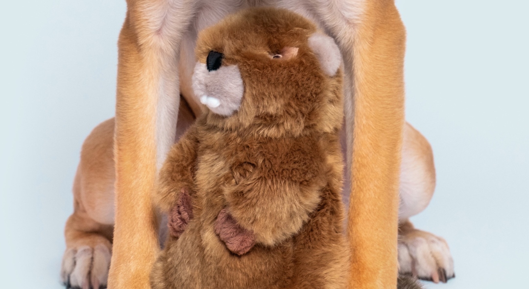 Fluff & Tuff　ビーバーのトロイ